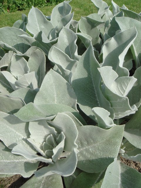 Verbascum bombyciferum 'Etoile Polaire' feuille